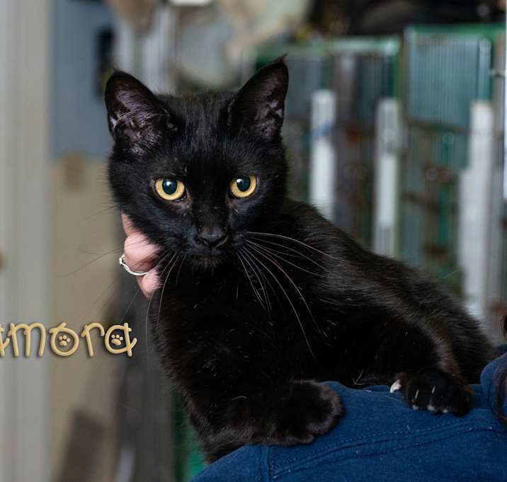 Photo of Zamora