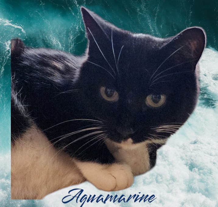 Photo of Aquamarine