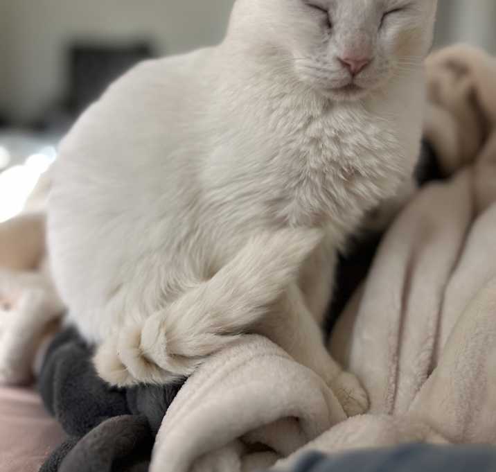 Photo of Juniper