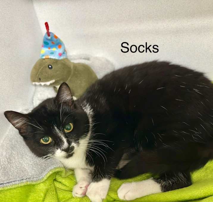 Photo of Socks