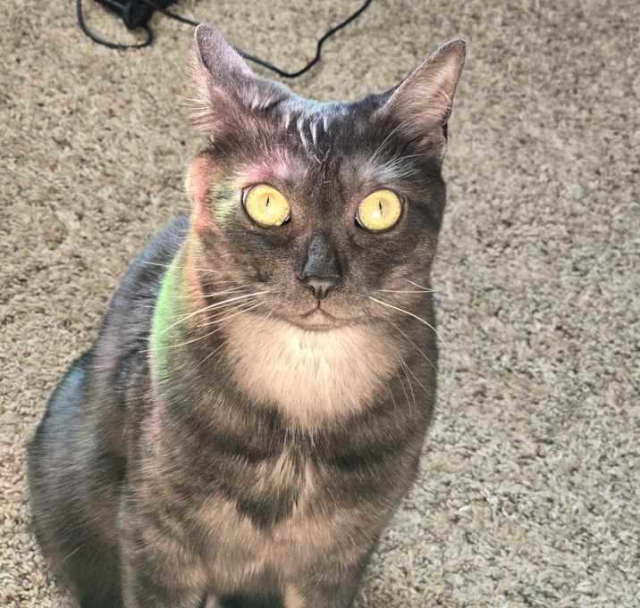 Photo of Zen