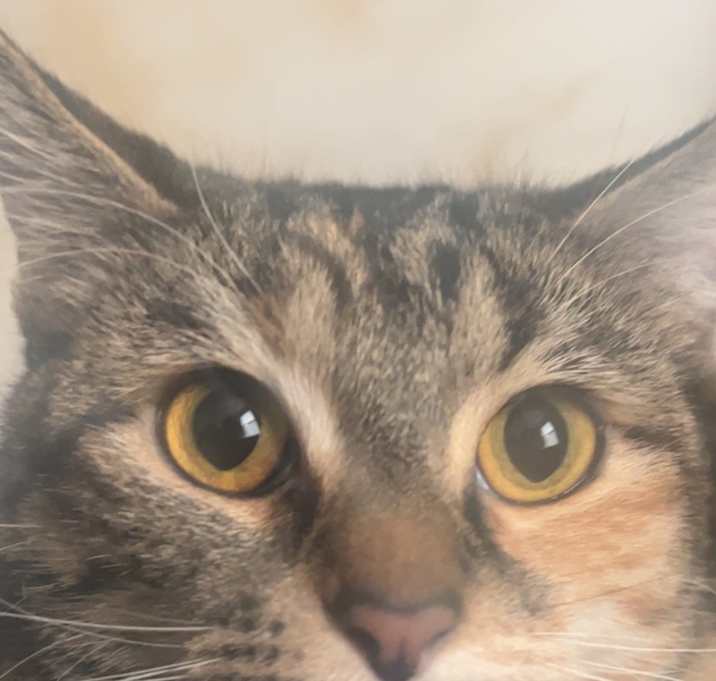 Photo of Pickle