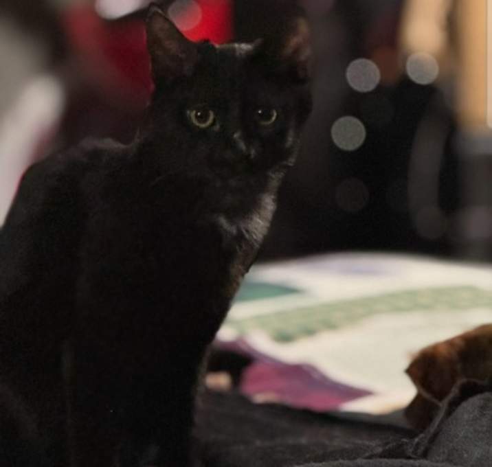 Photo of Mr Waffles-Spirit Cat-In Foste