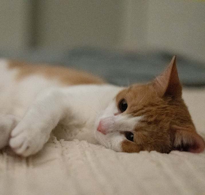 Photo of Dorito