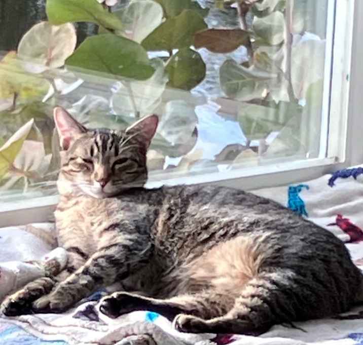 Photo of Lacey
