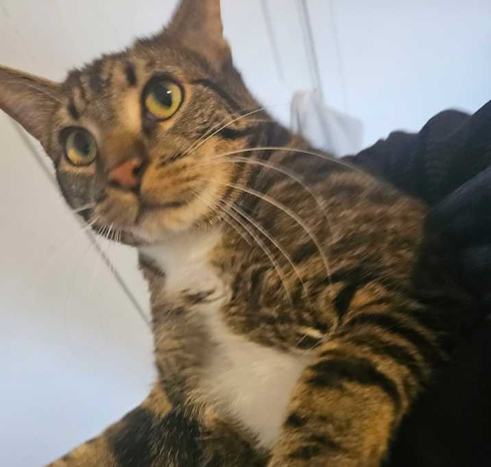 Photo of Milo and Lucy (Female)