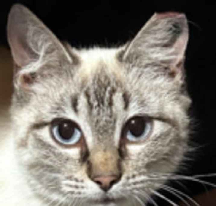 Photo of Aliana