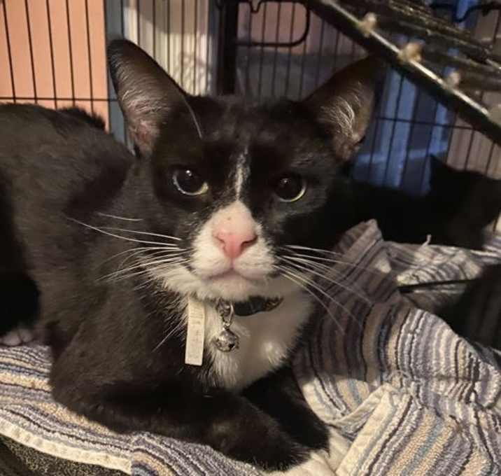 Photo of Rambo