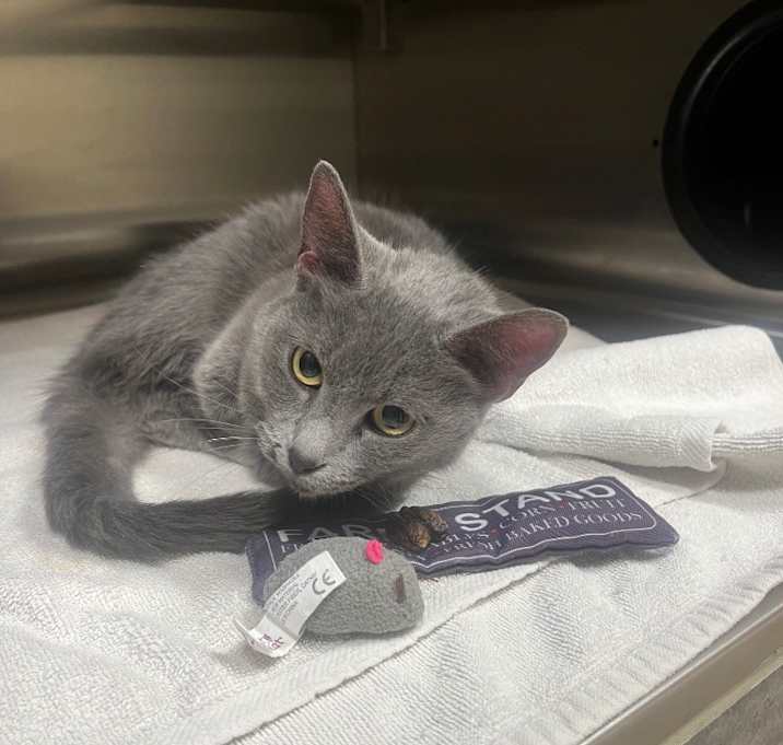 Photo of Meredith