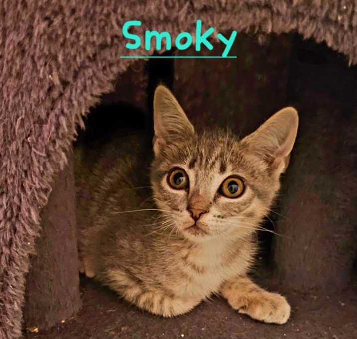 Photo of SMOKEY