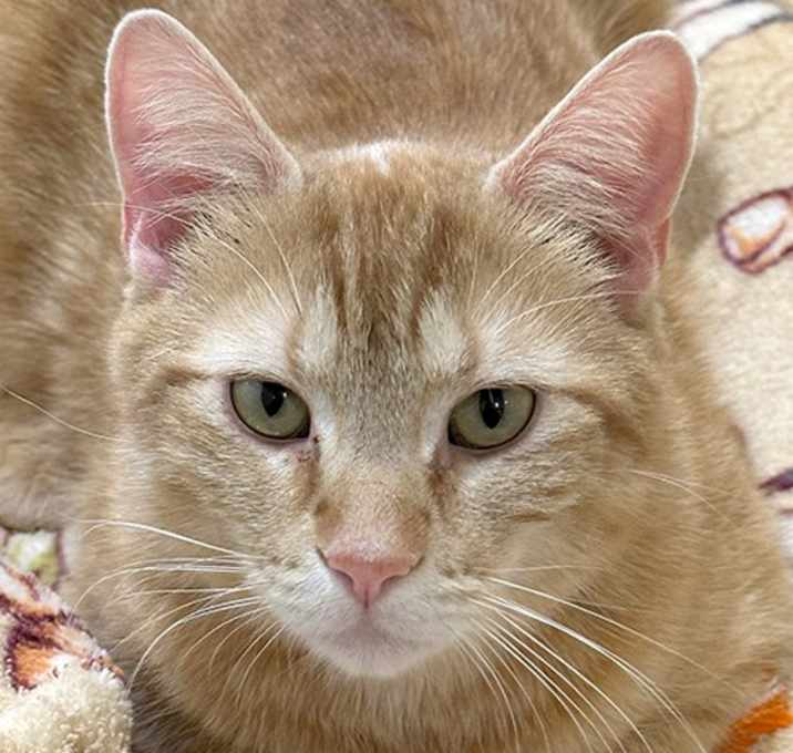 Photo of Simba