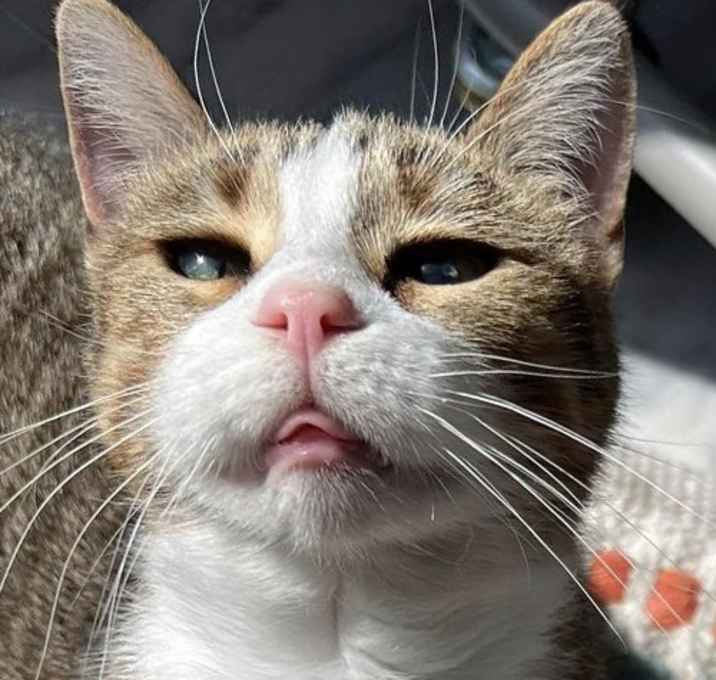 Photo of Peanut
