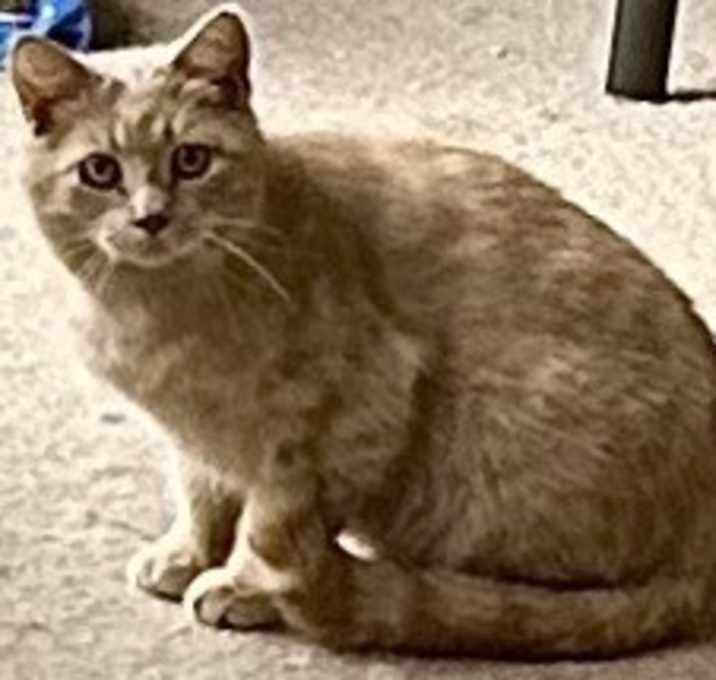 Photo of Buttercup Feral