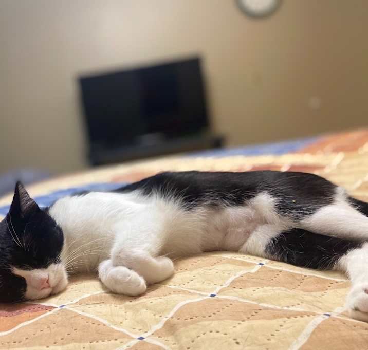Photo of Lola