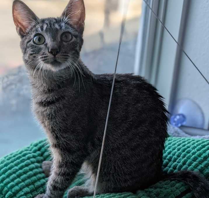 Photo of Sweet Basil