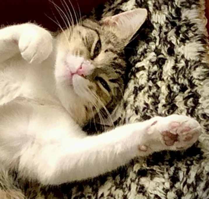 Photo of Gracie