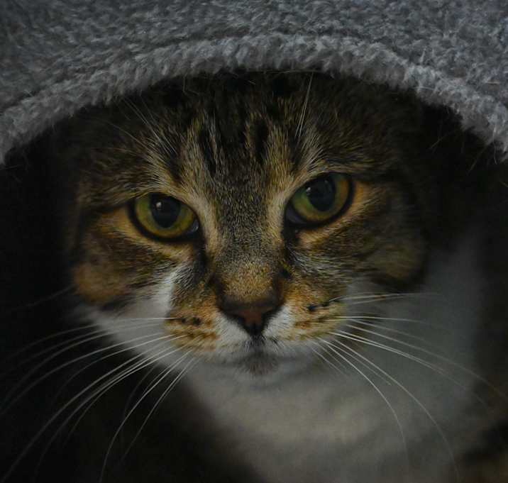 Photo of Tess - In Foster