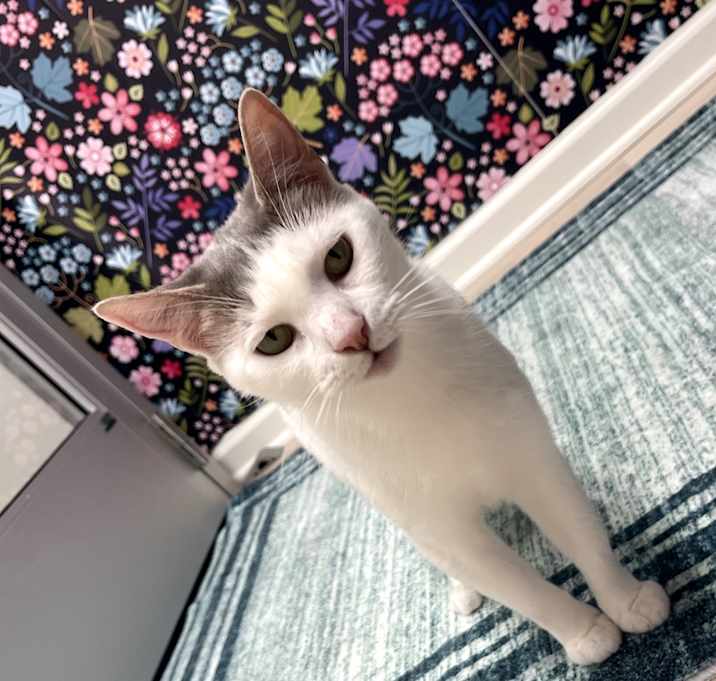 Photo of Cookie