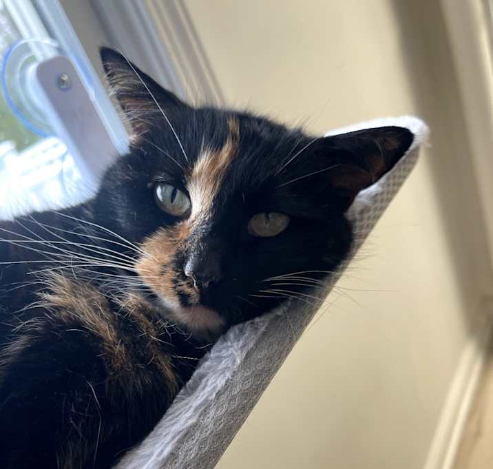 Photo of Calli
