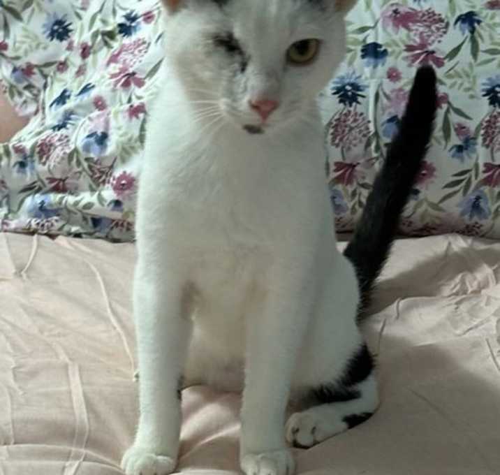 Photo of Maliya - at Leesburg Petco