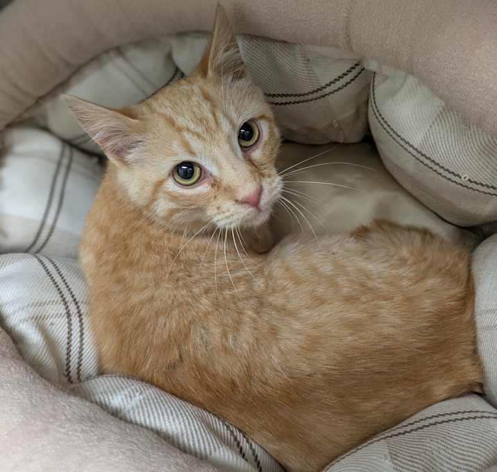Photo of Simba