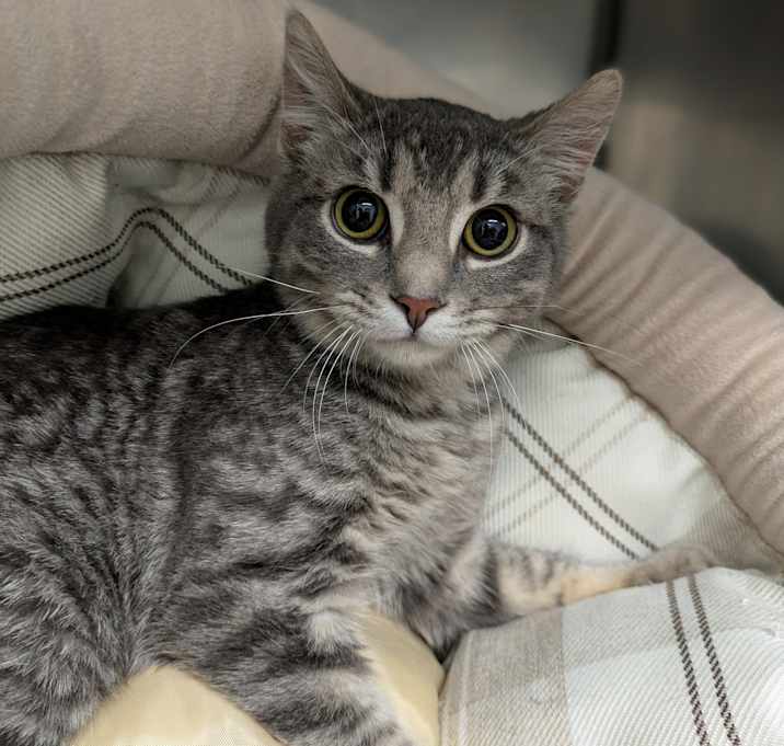 Photo of Little Buddy
