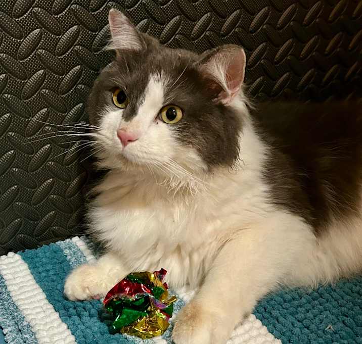 Photo of Duke