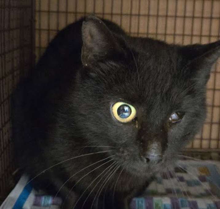 Photo of *OLIVE
