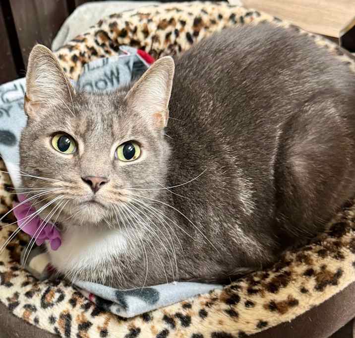 Photo of Fig