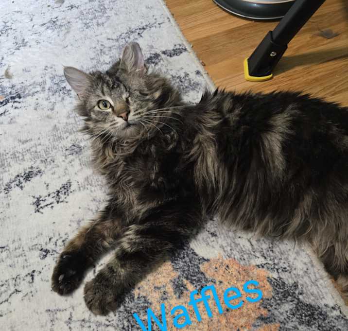 Photo of Waffles