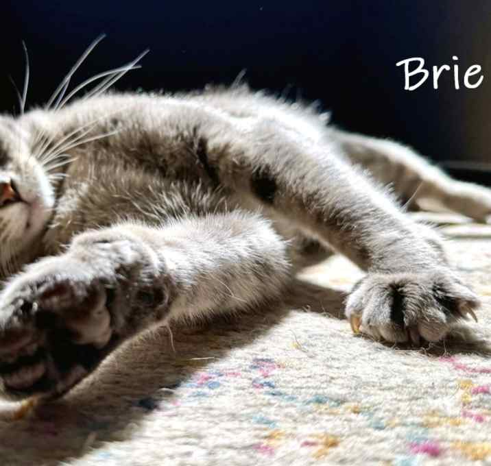 Photo of Brie
