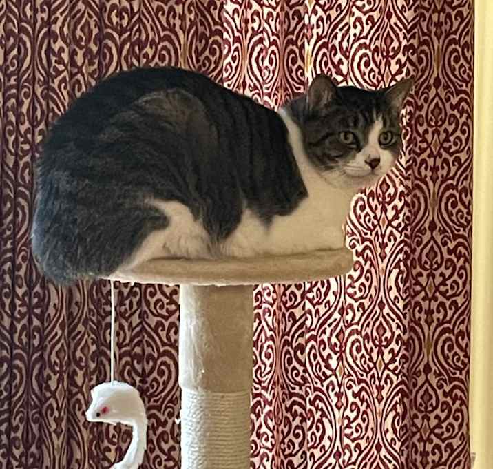 Photo of Misha