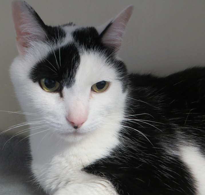 Photo of Oreo