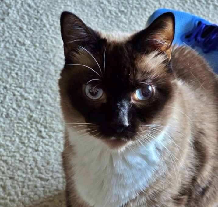 Photo of ROCKY - Offered by Owner - Special Needs Siamese