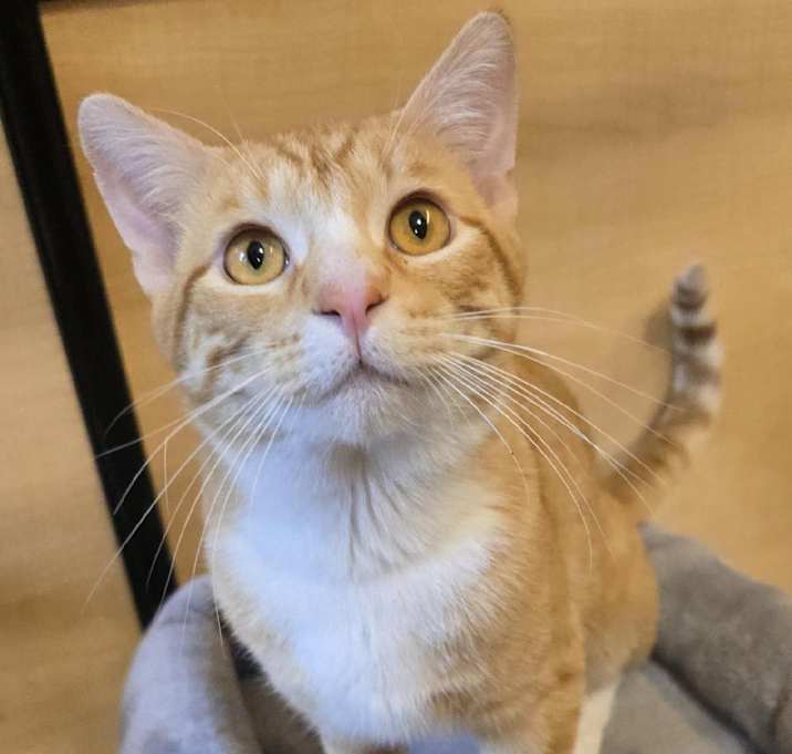 Photo of Otto