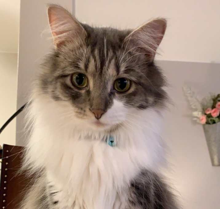 Photo of Sully