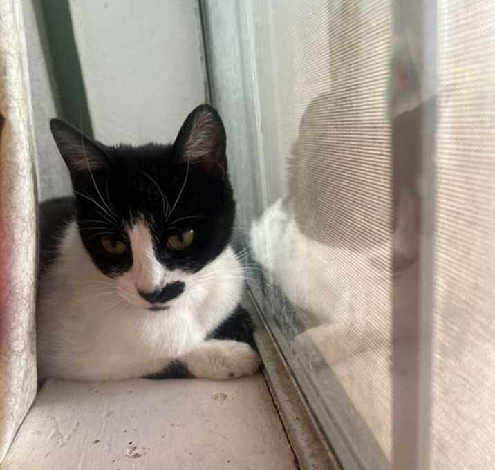 Photo of Derry Meow