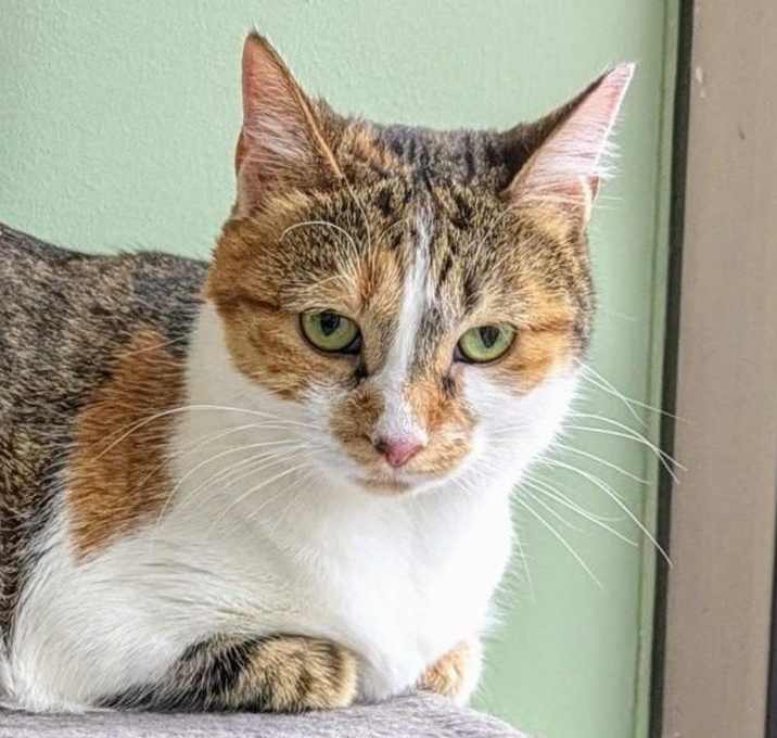Photo of Dede