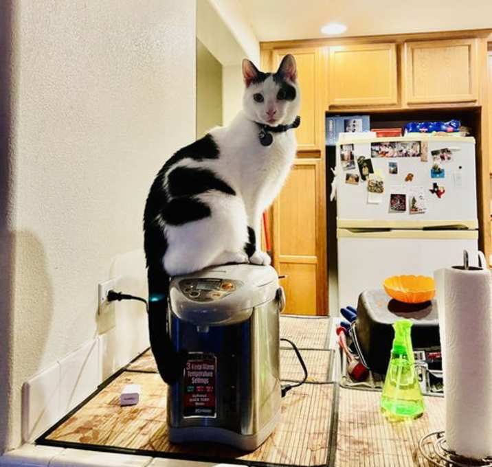 Photo of Sunny
