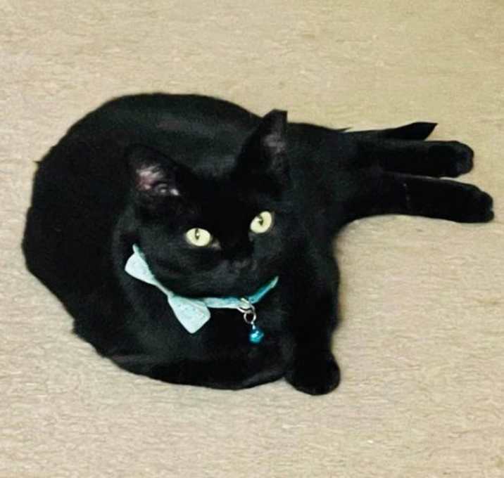 Photo of Sumi