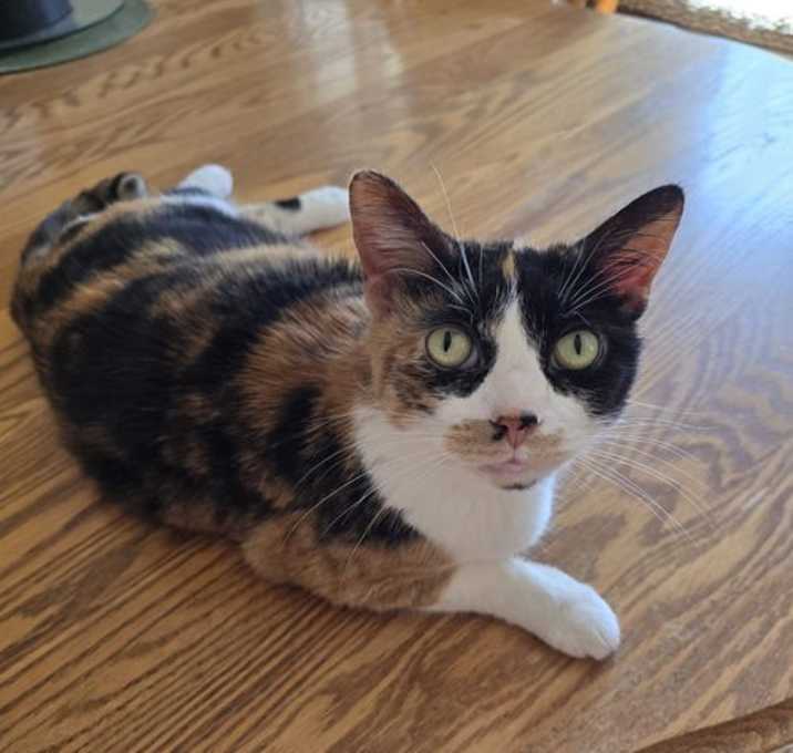 Photo of Trixie