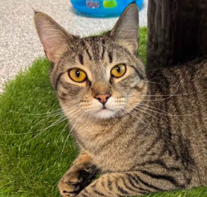 Photo of Huxley