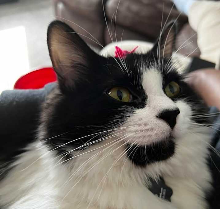 Photo of Monchichi