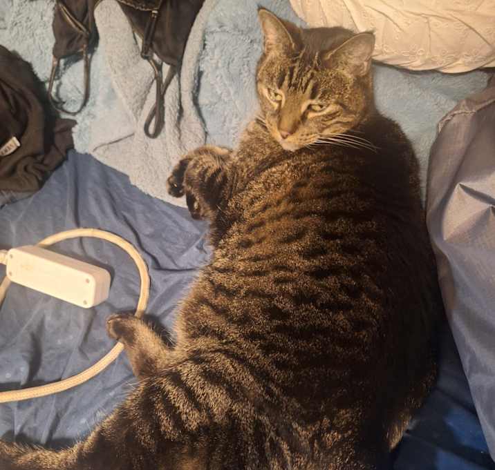 Photo of Pepper Doodles/Pep Pep