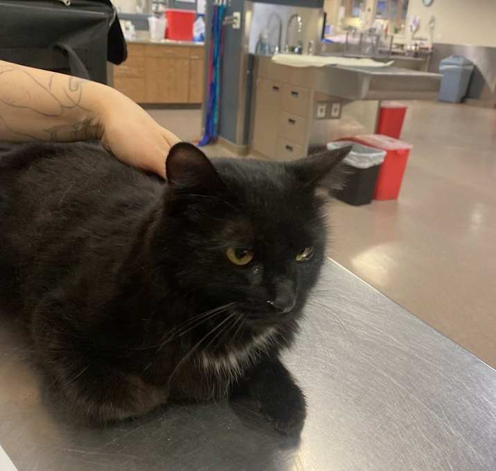 Photo of Petunia