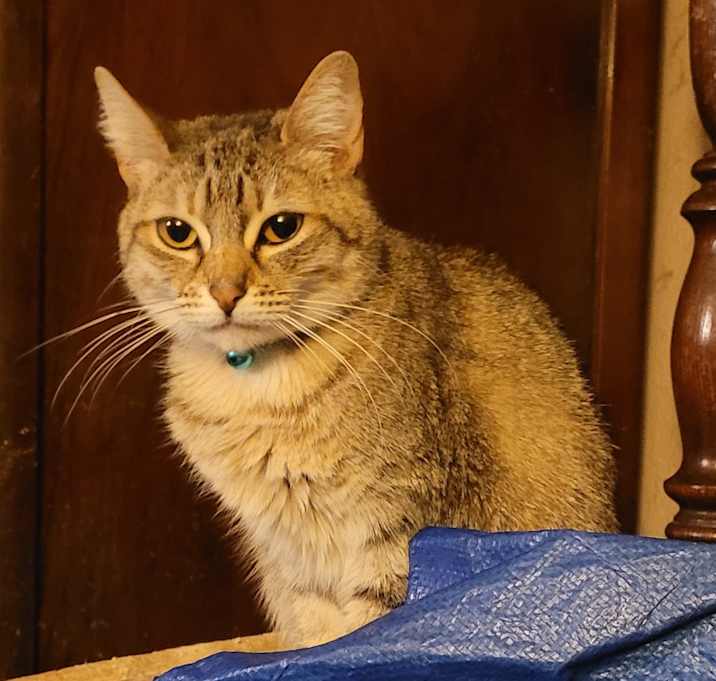 Photo of Ally