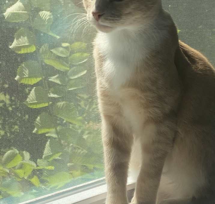 Photo of Francis