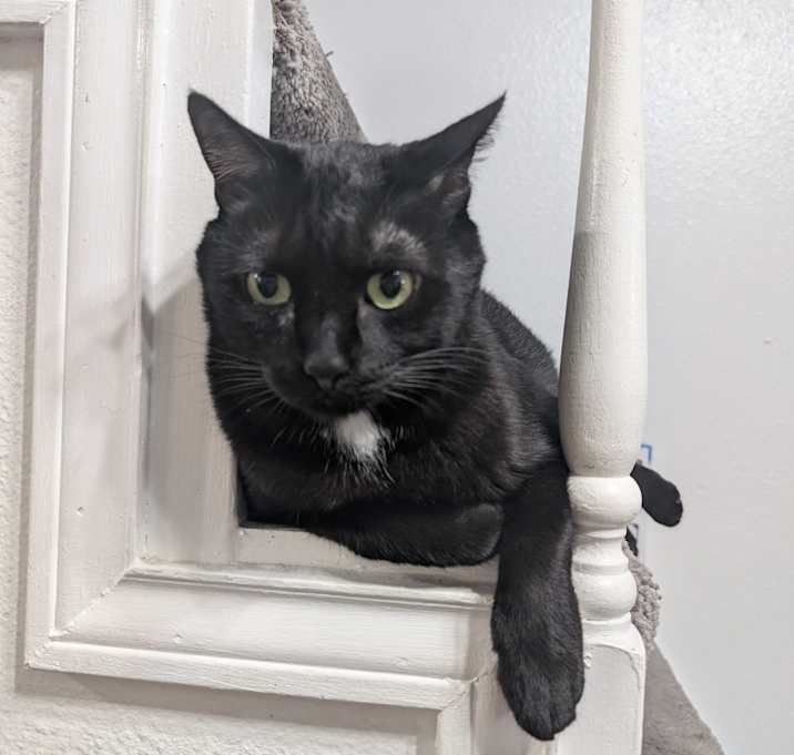Photo of Gordo