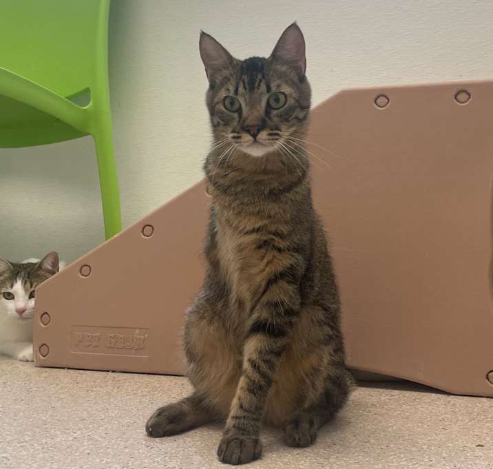 Photo of Bob the Bobcat