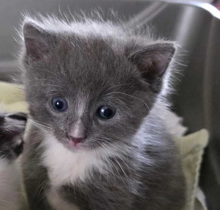 Photo of Wasabi
